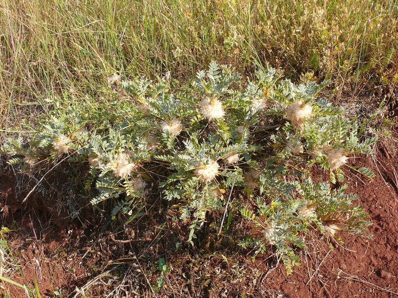 Astragalus amblolepis