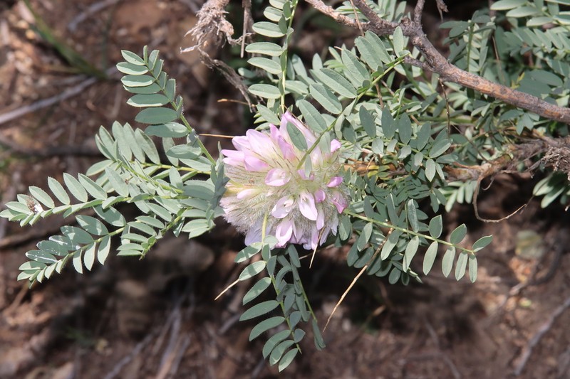 Astragalus amblolepis photo 2