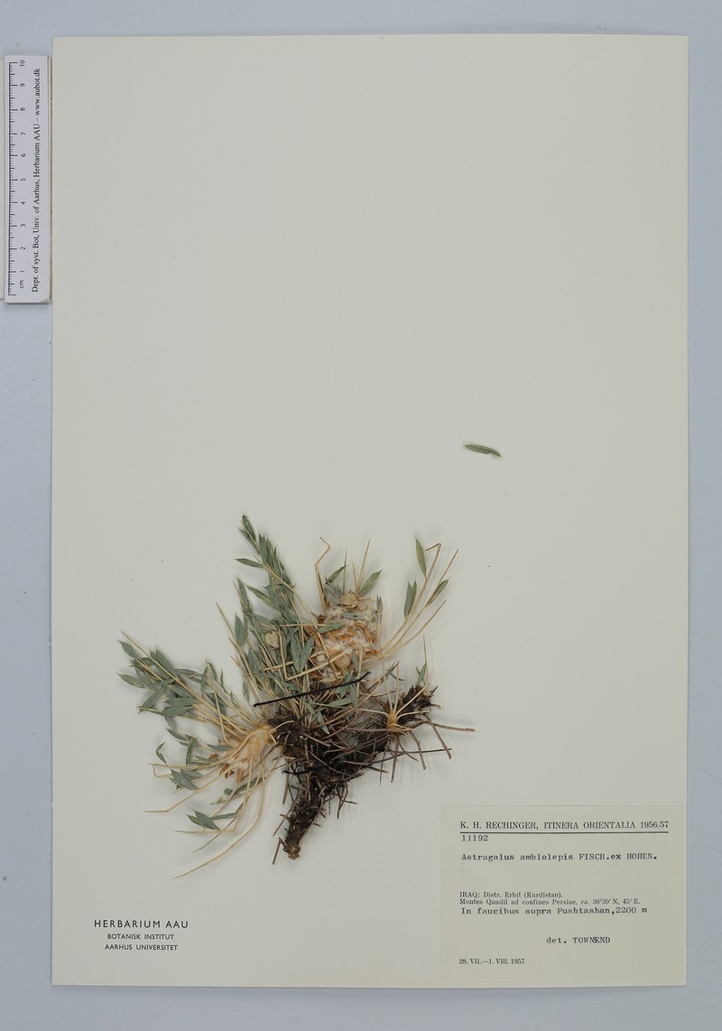 Astragalus amblolepis photo 3