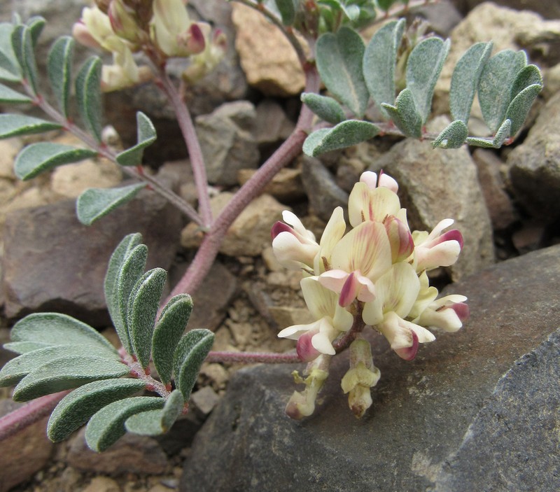 Challis Milkvetch