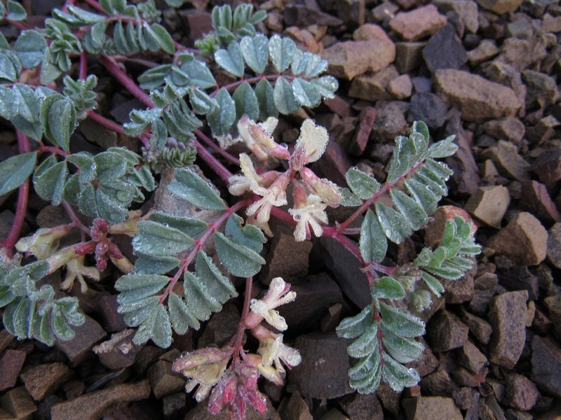 Challis Milkvetch photo 2