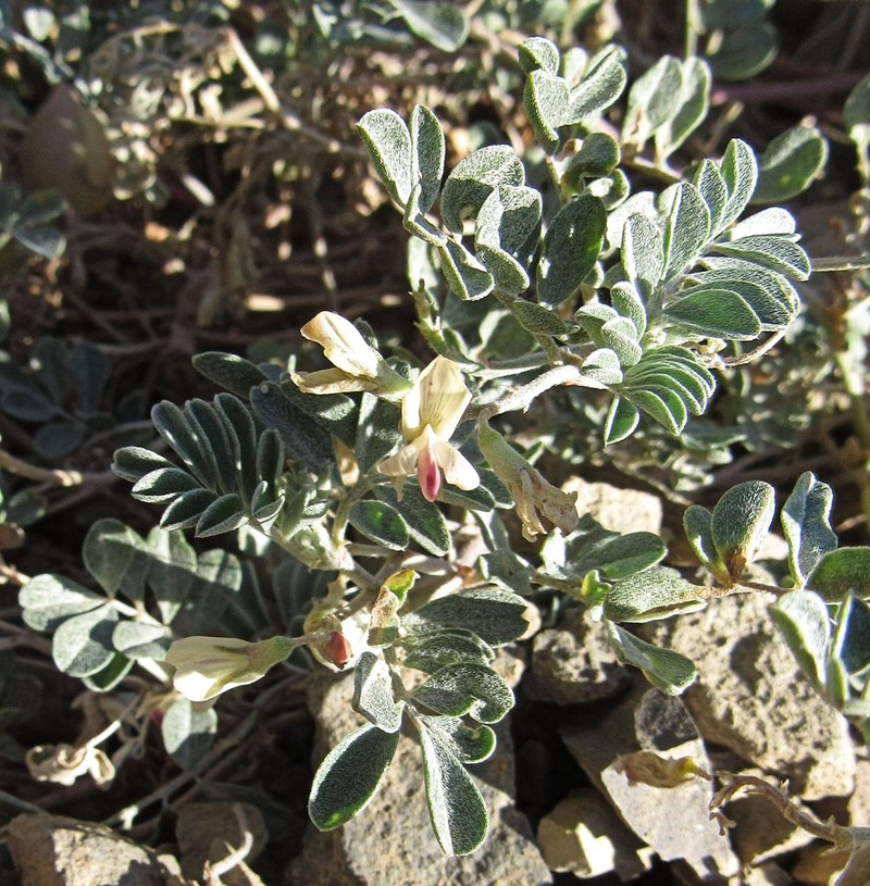 Challis Milkvetch photo 3