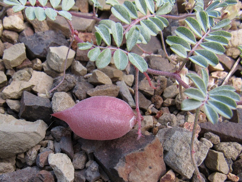 Challis Milkvetch photo 4