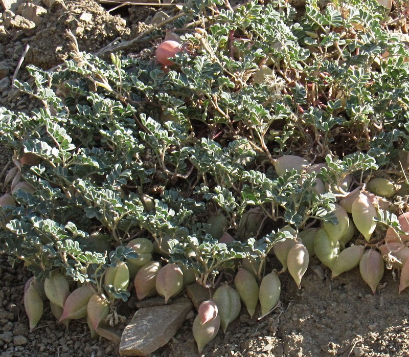 Challis Milkvetch photo 5