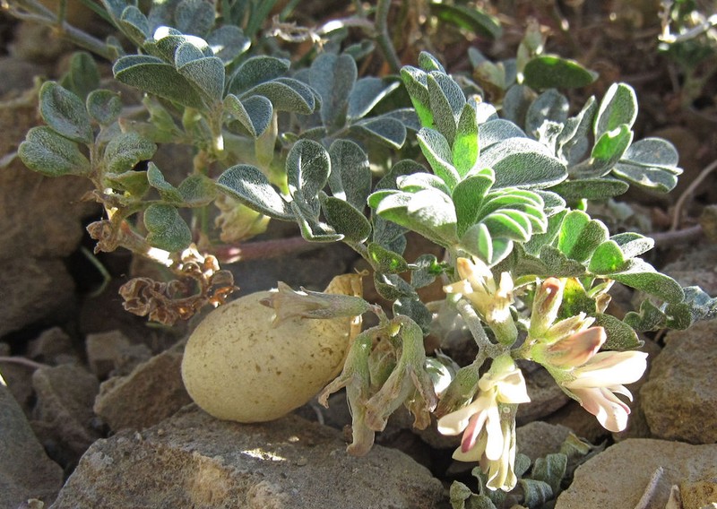 Challis Milkvetch photo 6
