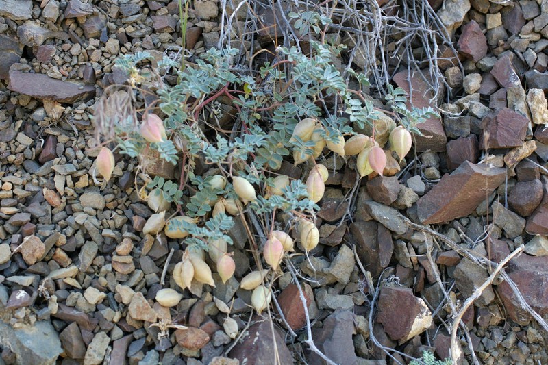 Challis Milkvetch photo 7