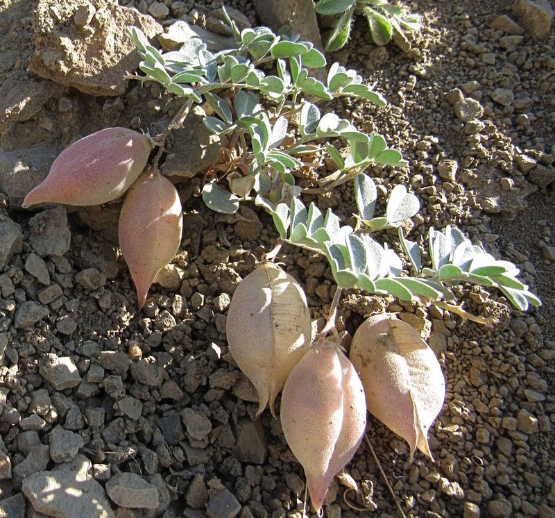 Challis Milkvetch photo 8