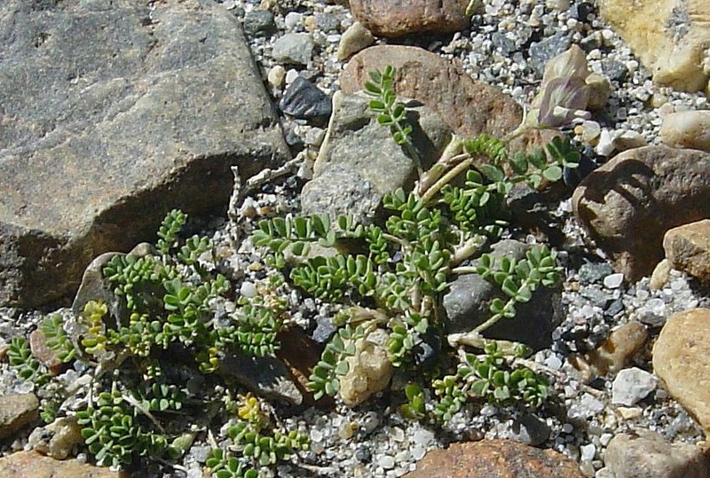 Astragalus ameghinoi