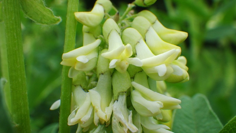 American Milkvetch