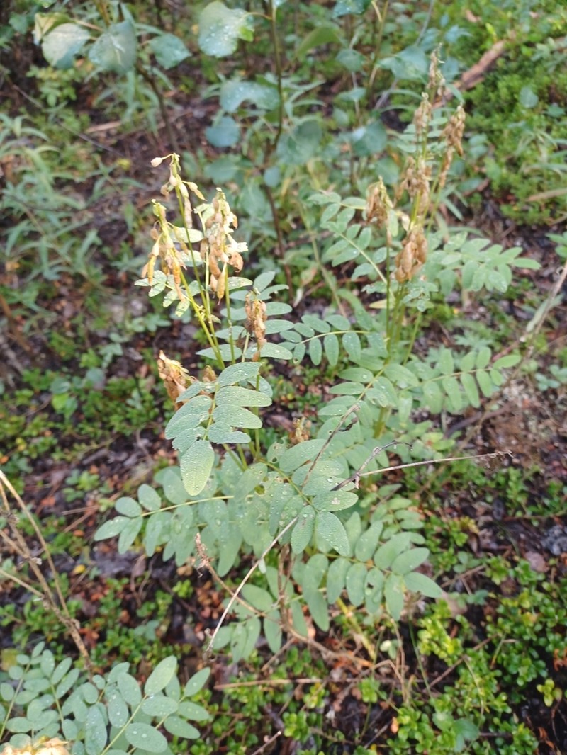 American Milkvetch photo 2