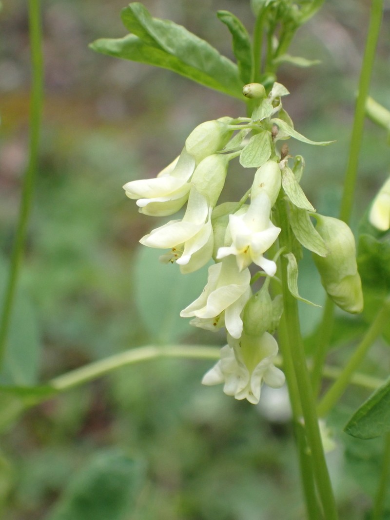 American Milkvetch photo 3