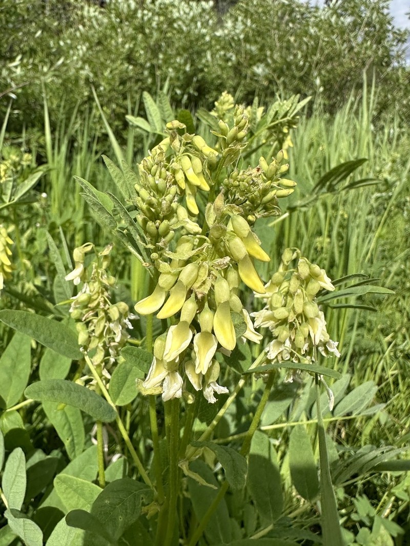 American Milkvetch photo 4