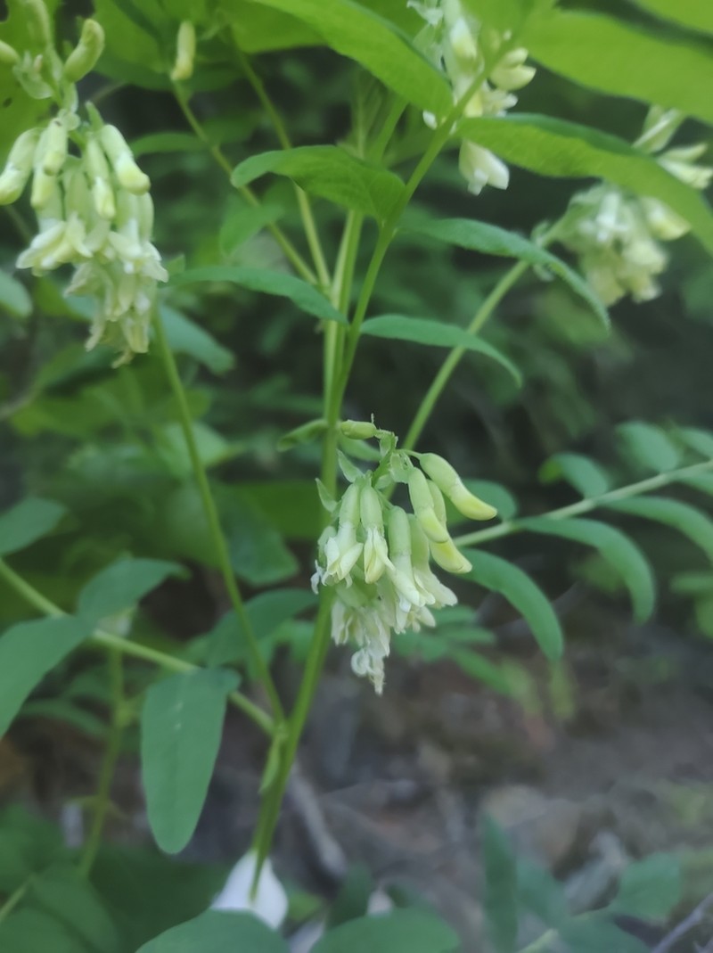 American Milkvetch photo 5