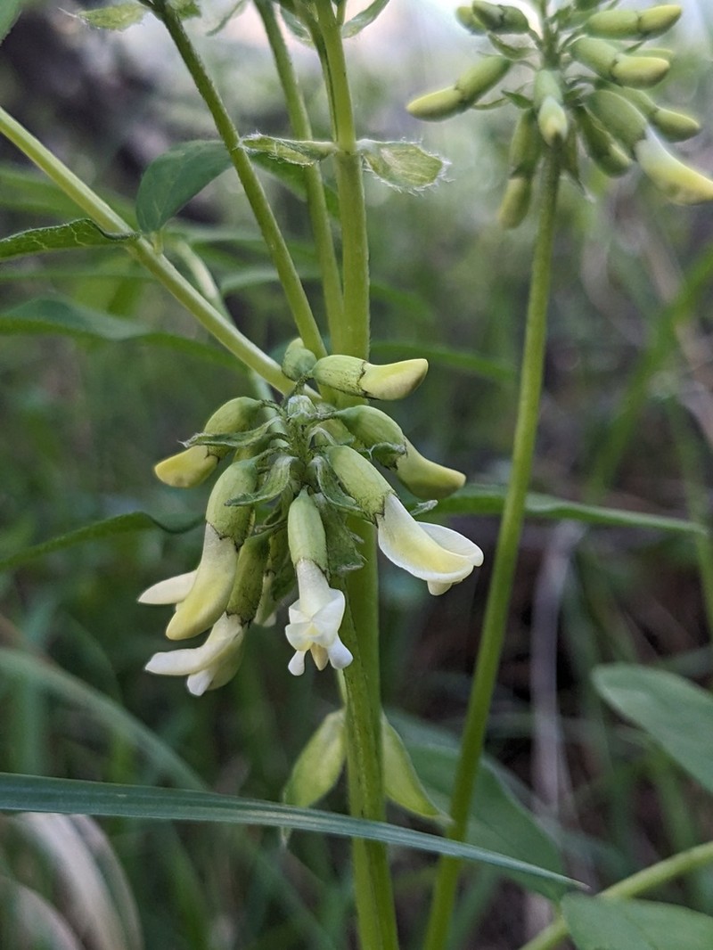 American Milkvetch photo 6