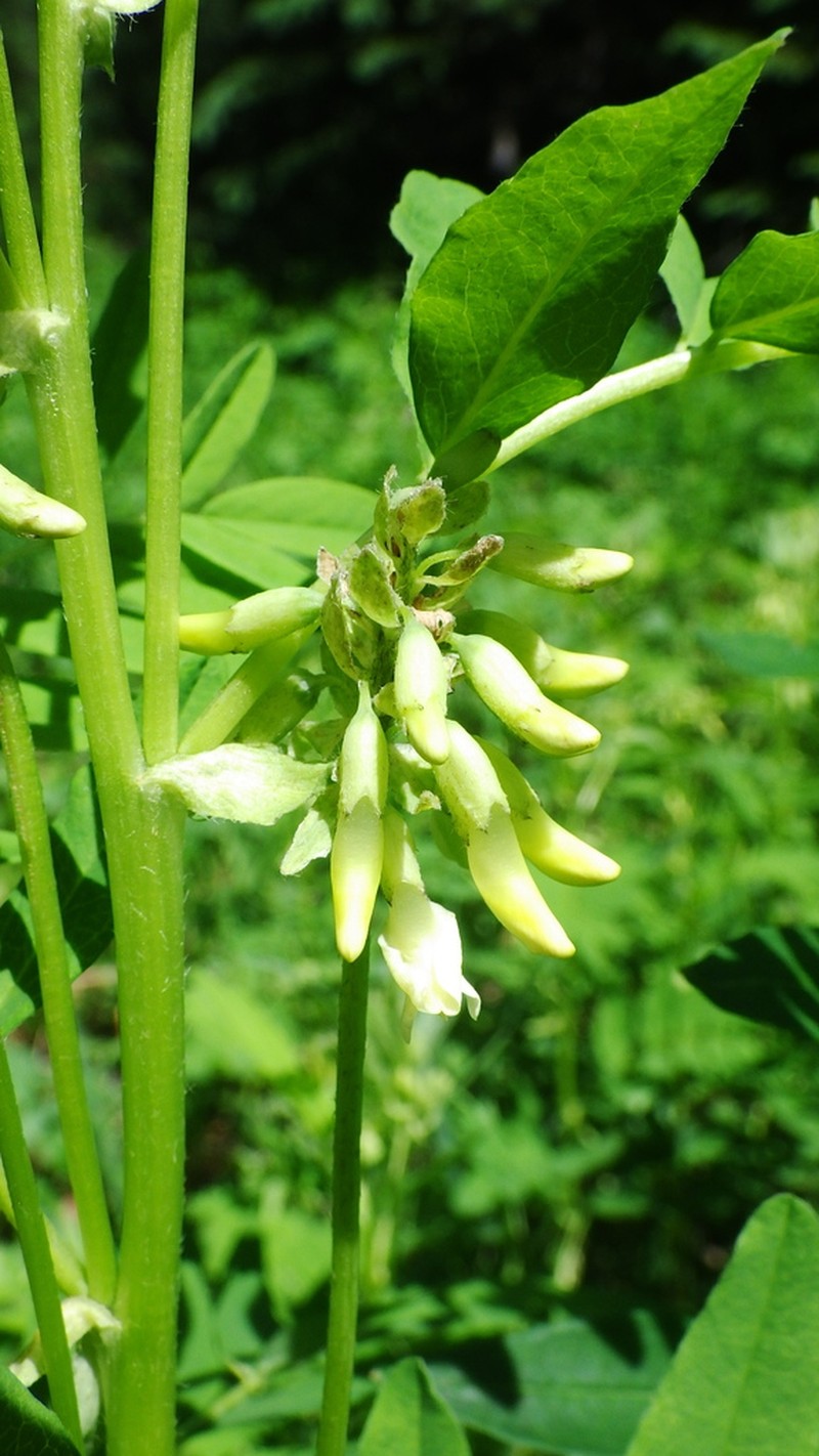 American Milkvetch photo 7