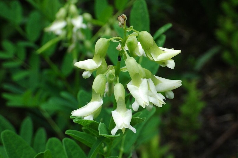 American Milkvetch photo 8