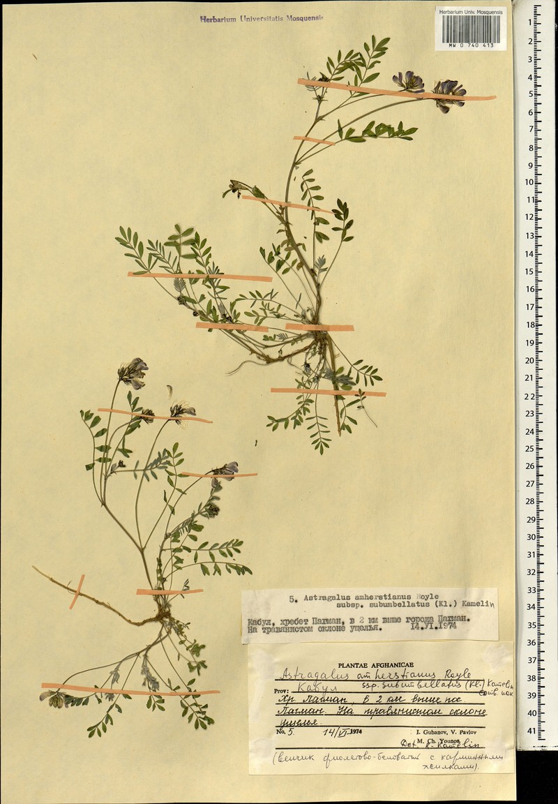 Astragalus amherstianus