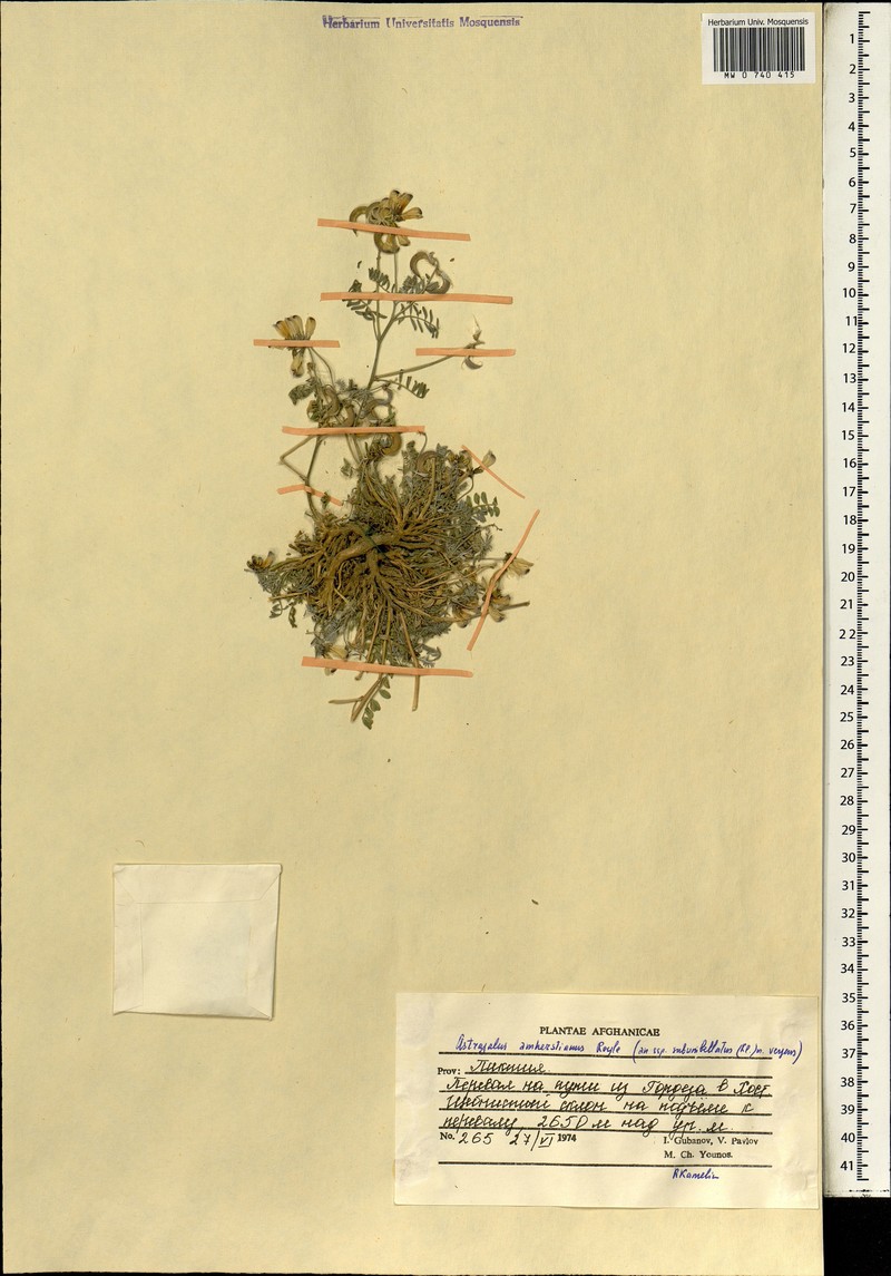 Astragalus amherstianus photo 2