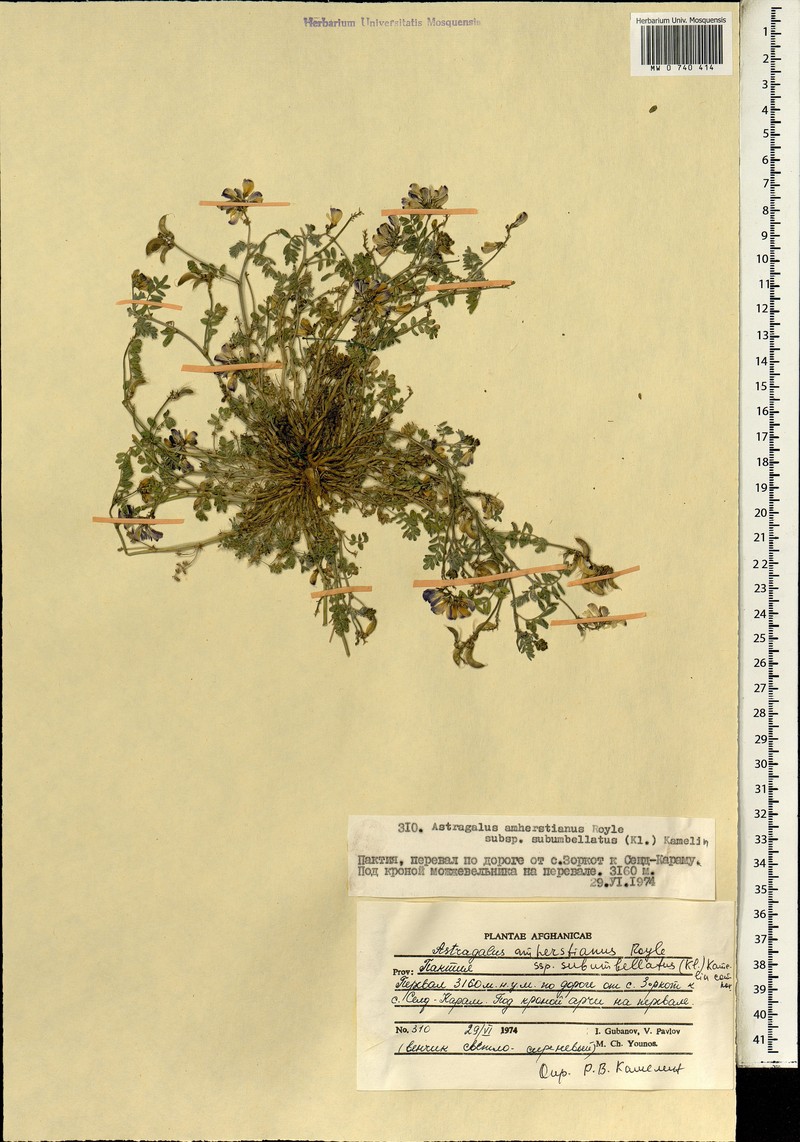 Astragalus amherstianus photo 3