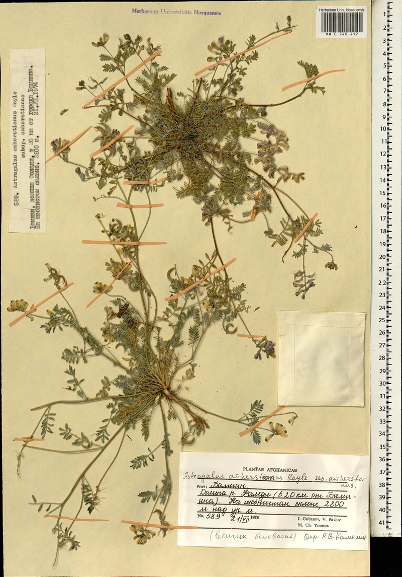 Astragalus amherstianus photo 4