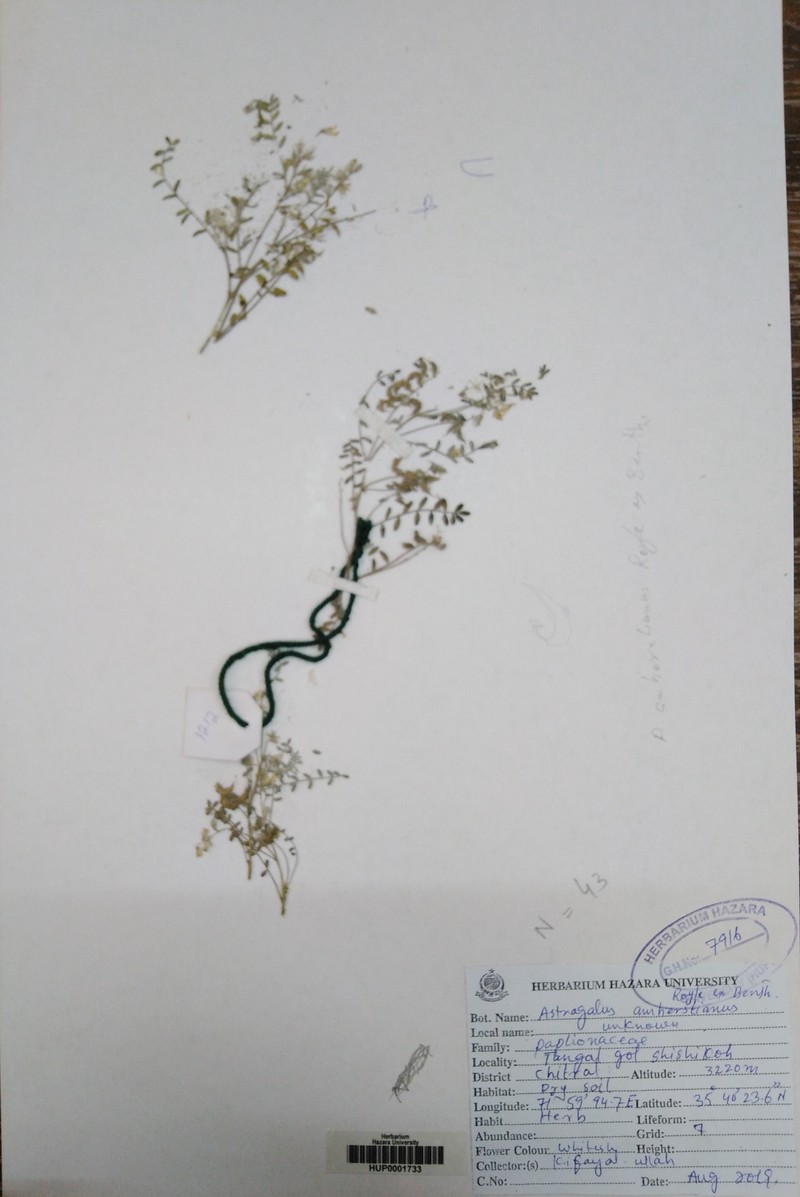 Astragalus amherstianus