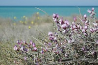 Astragalus ammodendron