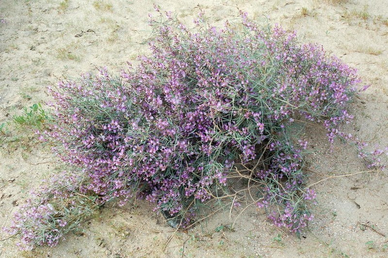 Astragalus ammodendron photo 2