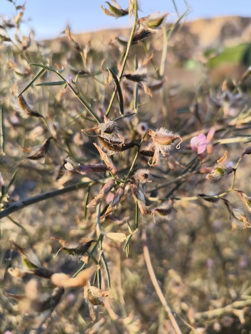 Astragalus ammodendron photo 3
