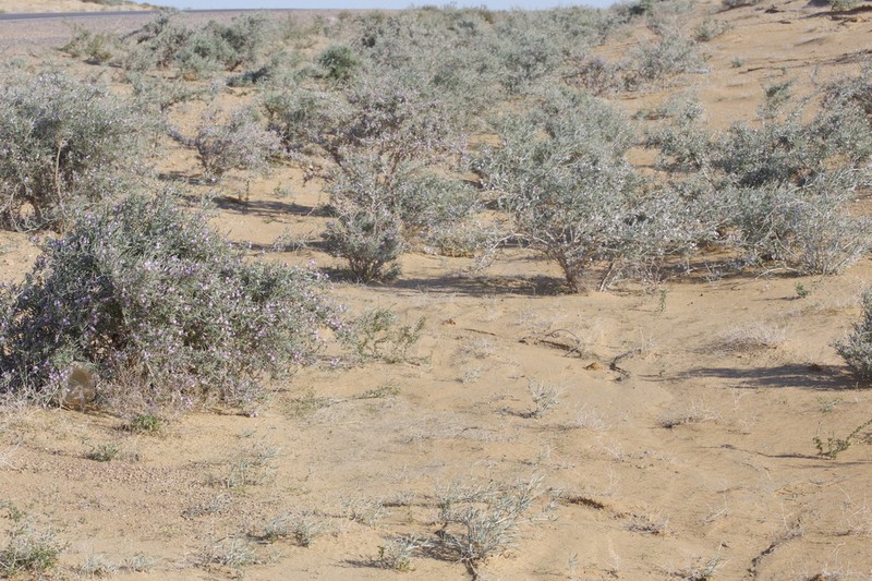 Astragalus ammodendron photo 4
