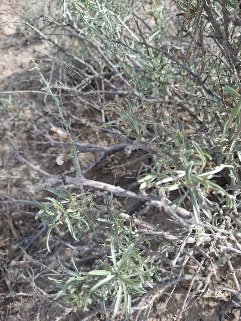Astragalus ammodendron photo 5