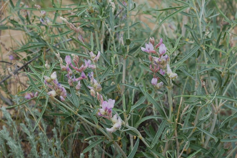 Astragalus ammodendron photo 6