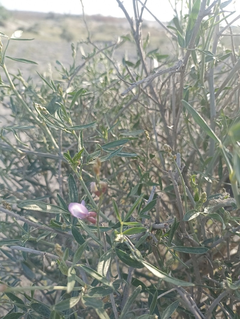 Astragalus ammodendron photo 7