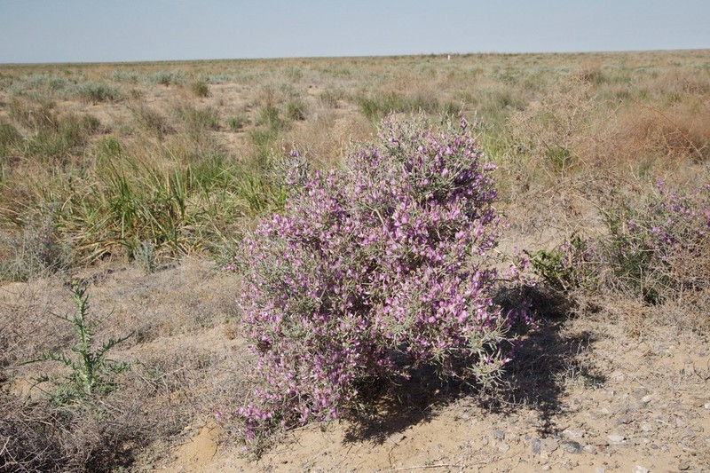 Astragalus ammodendron photo 8