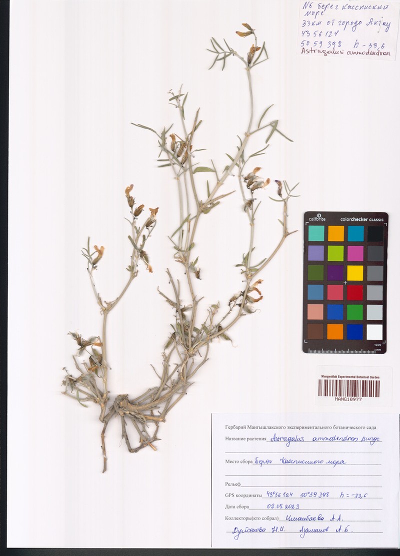 Astragalus ammodendron
