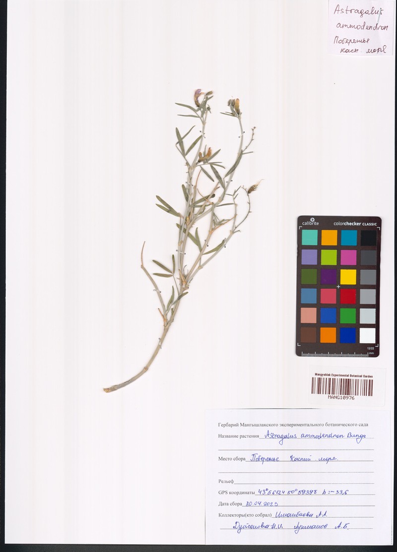 Astragalus ammodendron photo 2