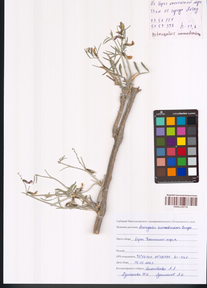 Astragalus ammodendron photo 3