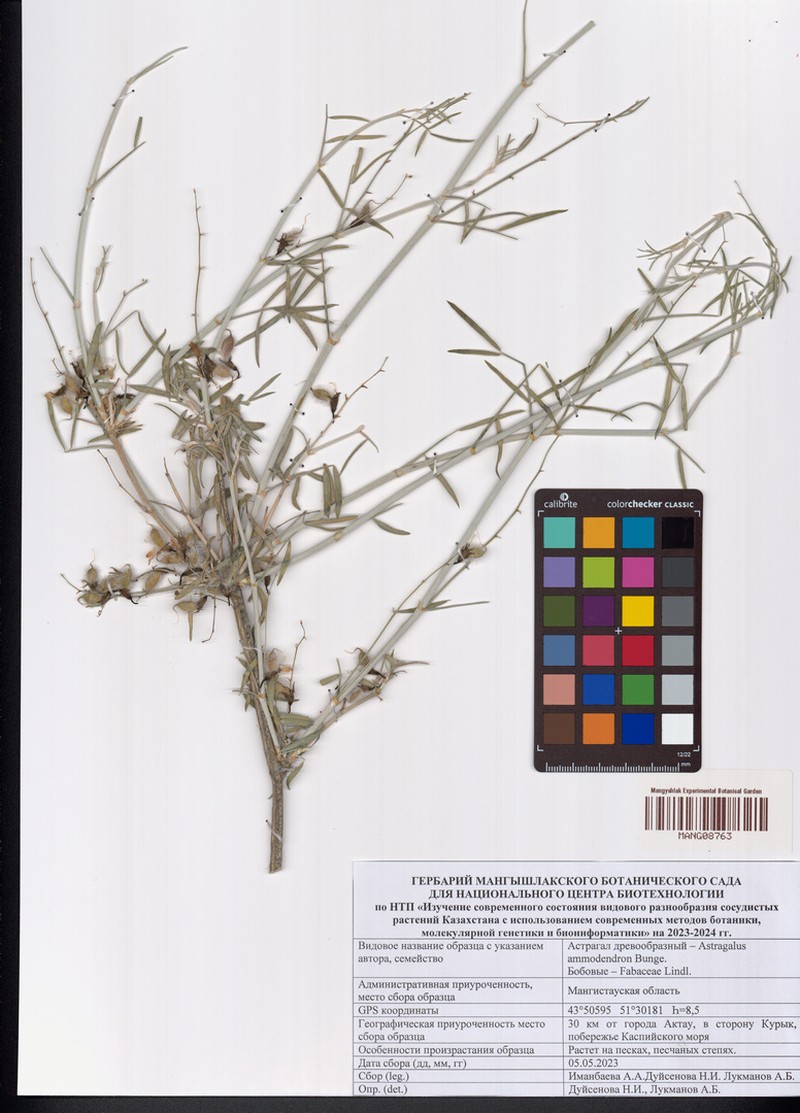 Astragalus ammodendron photo 4