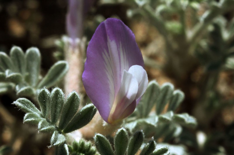 Astragalus ammodytes photo 4