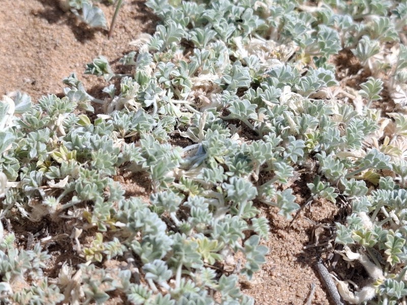 Astragalus ammodytes photo 5