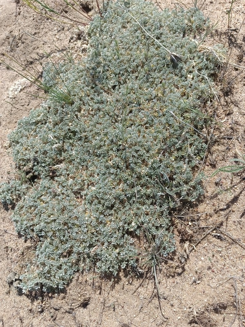 Astragalus ammodytes photo 7