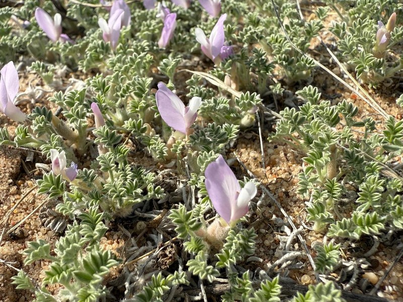 Astragalus ammodytes photo 8