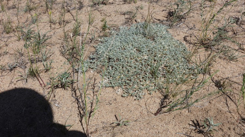 Astragalus ammodytes