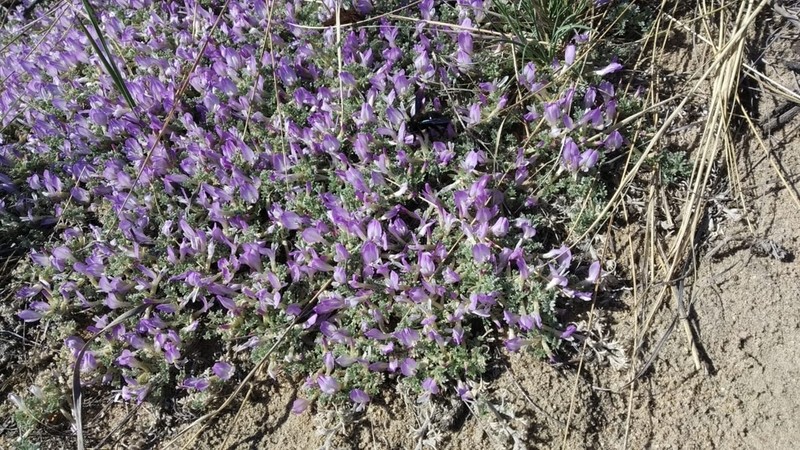 Astragalus ammodytes photo 2