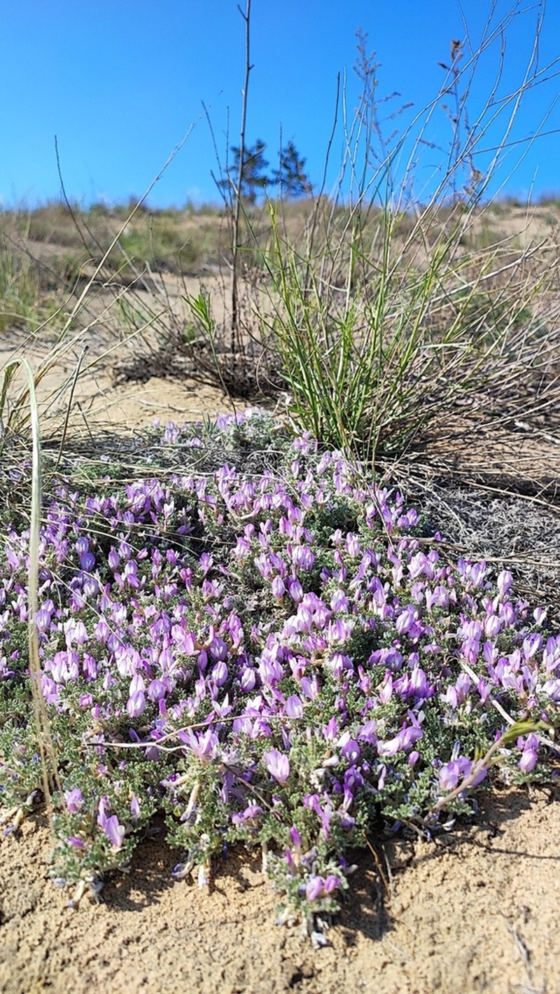Astragalus ammodytes photo 3