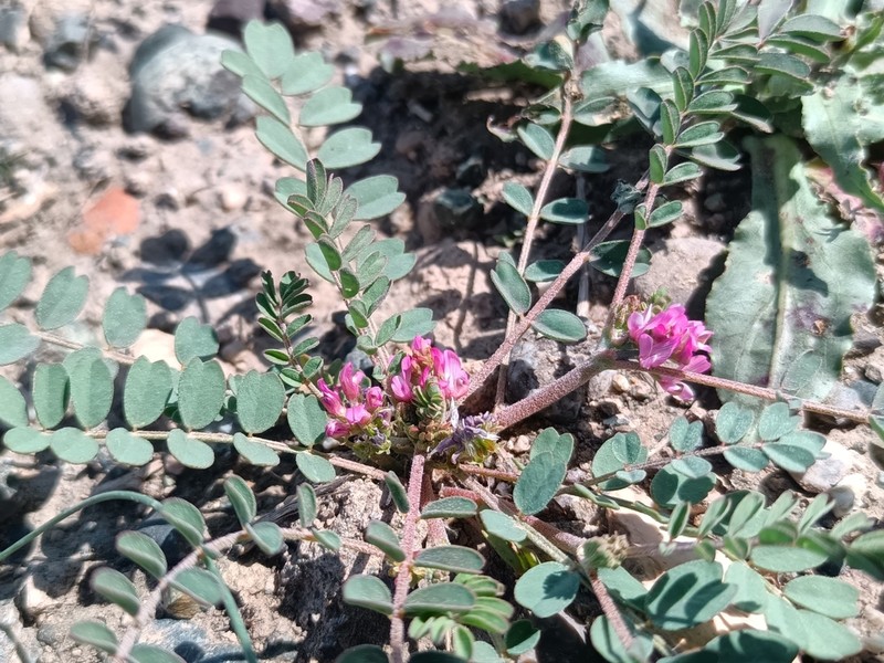 Astragalus ammophilus