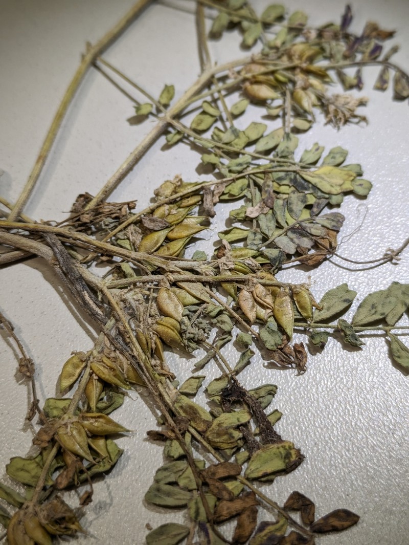 Astragalus ammophilus photo 2