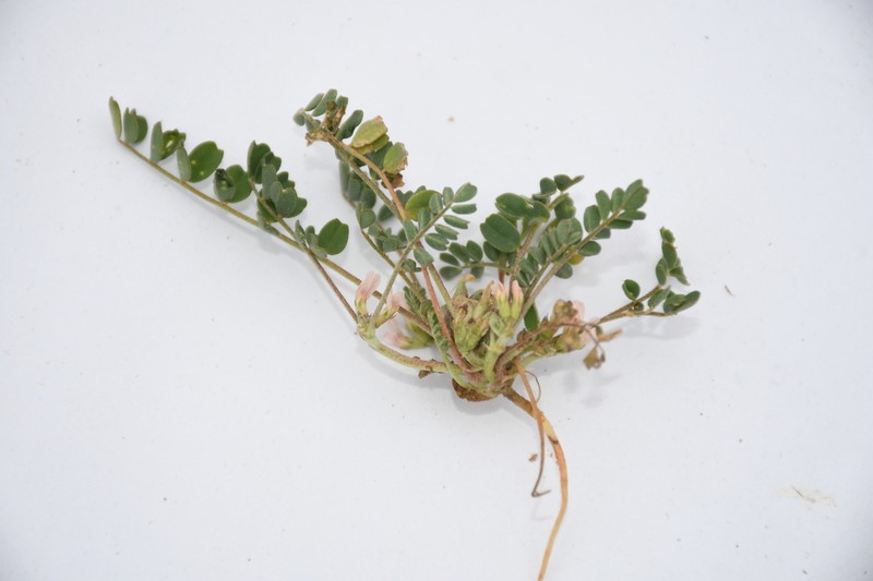 Astragalus ammophilus photo 3