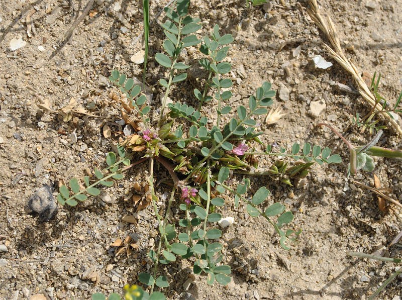 Astragalus ammophilus photo 4