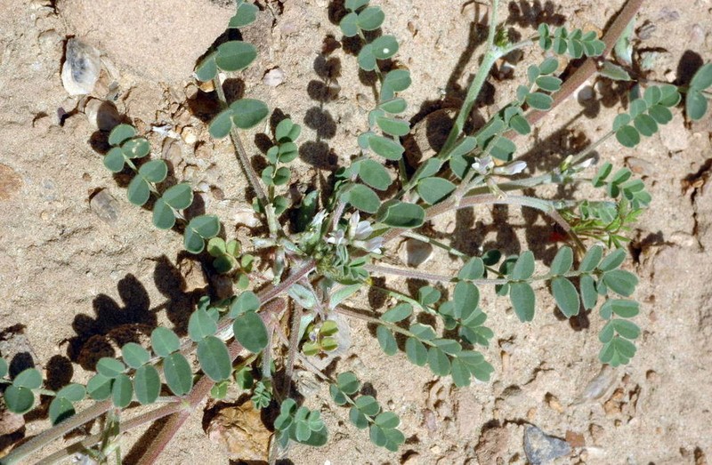 Astragalus ammophilus photo 5