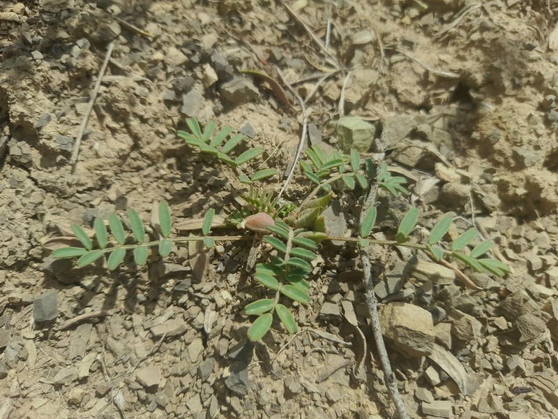 Astragalus ammophilus photo 6